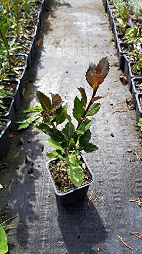 Ilex x meserveae Heckenblau (pbr) ‘Hach1’ / Houx arbustif/Godet