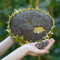 NO-GMO 45 Samen, Giant Sunflower King's Kong Samen Essbare Samen Gartensamen Border Flower Zaun Grenze Kanten Pflanzen Heirloom Nicht-GMO Samen