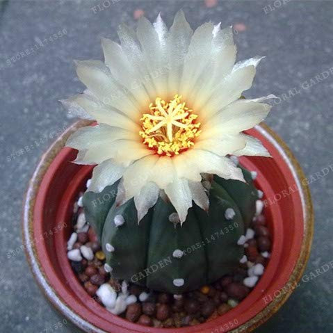 Bloom Green Co. Materiali 200PCS Giardino! 9 Tipi di Misti Piante Saftiger Kaktus Bonsai Bonsai Fall vegetali Giardinaggio Vasi di Fiori Giardino Della casa Bonsai: 9