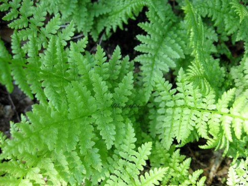 Staudenkulturen Wauschkuhn Athyrium filix-femina - Frauenfarn - Farn im 9cm Topf