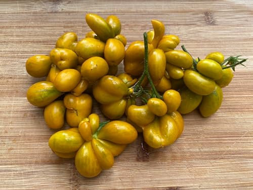 Reisetomate Grün Phil's Two 10 Samen