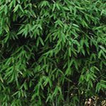 Fargesia robusta Bamboo 15cm Pot Size
