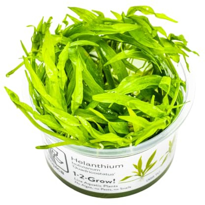 Tropica Helanthium Quadricostatus 1-2-GROW! Tissue Cultured Aquarium Plant