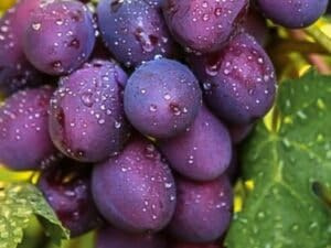 UVA de mesa morada y ceniza, frutos gruesos, resistente, trigo cruzado, precoz, tarro de 2 litros 20-30 cm