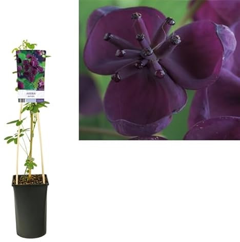 Akebia Quinata - Chocolate Vine Plant - Flowering Fragrant Climber - Winter Hardy Garden Plant - Easy to Grow - 3L Pot cm Pot 75 cm Height