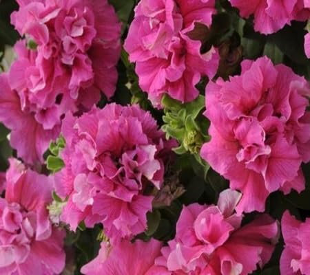 100 pièces de graines de fleurs de pétunia