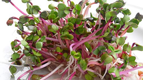 BIO Keimsprossen Radies Red Rubin Samen für die Sprossenanzucht Sprossen Microgreen Mikrogrün (250 g)