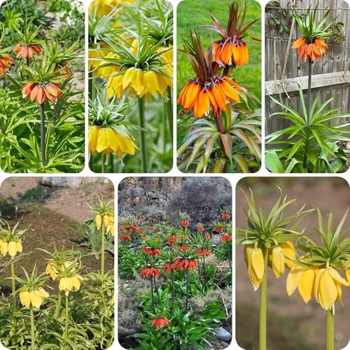 kaiserkronen knollen mehrjährig, blumenzwiebeln frühblüher frühlingsblumen blumenzwiebel kübelpflanze schnittblumen pflanzkörbe blumenwiese zimmerpflanzen topfpflanzen winterharte 12pcs