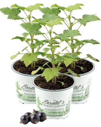 3x Schwarze Johannisbeere 'Géant de Boskoop' - Vitamin-Bombe