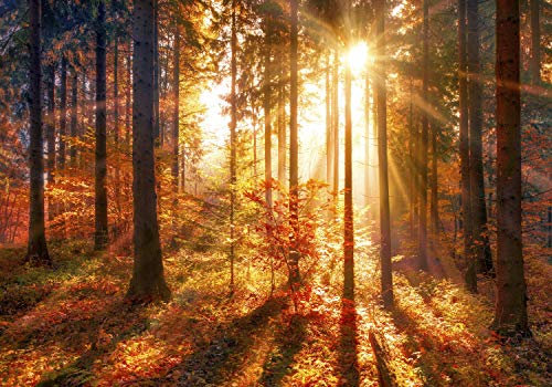 decomonkey Fototapete Wald 350x256 cm XXL Tapete Wandbild Wandbild Bild Fototapete Tapeten Wandtapete Wandtapete Herbst Natur Landschaft