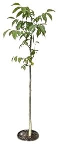 Juglans Regia - Nogal - Árbol Frutal Ideal para Cultivar tus Propias Nueces
