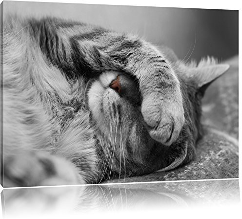 Pixxprint niedliche Katze beim schlafen B&W, Größe: 60x40cm, Leinwandbild, fertig gespannt, Wandbild, Dekoration, Kunstdruck, kein Poster