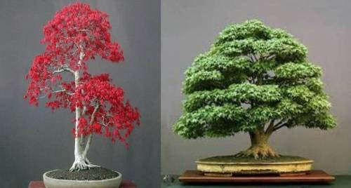 importato giapponese dei bonsai verde Acero + Acero Rosso albero Seed