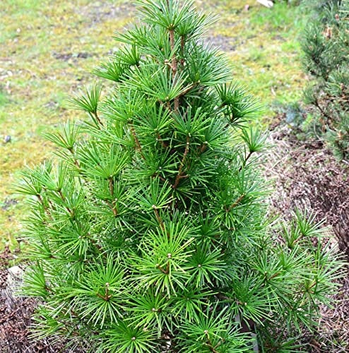 Japanische Schirmtanne Piccola 50-60cm - Sciadopitys verticillata - Gartenpflanze
