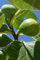 Pianta di Fico Albero di Fico pianta da esterno Albero di fico diverse varietà 2 anni Albero di Fiorone pianta da frutta da mangiare pianta vera in vaso venduta da eGarden.store (Brogiotto Bianco)