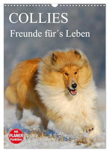 Collies - Freunde für´s Leben (Wandkalender 2026 DIN A3 hoch), CALVENDO Monatskalender: Eine der schönsten Hunderassen auf 13 zauberhaften Fotos (CALVENDO Tiere)
