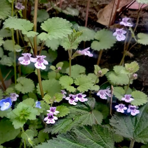 semillas de hiedra terrestre orgánicas perennes Glechoma hederacea de otoño resistentes, silvestres balcón jardín 130pcs