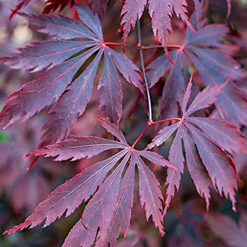 Acer Black Lace Plant - Japanese Maple Tree | Garden Trees | Hardy Deciduous Outdoor Garden Shrub Potted | 3L Pot, 40-60cm Incl. Pot