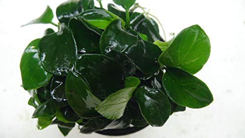 Anubias Nana Bonzai – Lebende Aquariumpflanze