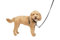 PetSafe 3in1 Harness, from The Makers of The Easy Walk Harness, Fully Adjustable No-Pull Dog Harness