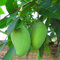 Shopmeeko 100% echte Mango pflanzen 1 stücke Organische Heirloom Obstpflanzen Bonsai Baum pflanzen Für Hausgarten Sementes * Riesenpflanze Semillas Sal: Lila