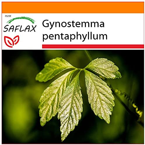 SAFLAX - Garden in the Bag - Heilpflanzen - Pflanze der Unsterblichkeit - 30 Samen - Mit Anzuchtsubstrat im praktischen, selbst aufstellenden Beutel - Gynostemma pentaphyllum
