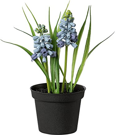 creativ home Kunstpflanze MUSCARI im schwarzen Topf. ca17cm. Traubenhyazinthe getopft. BLAU