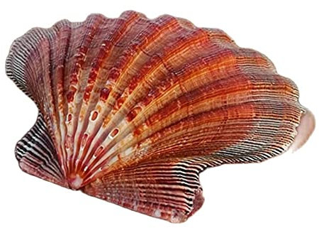 Conque Naturelle Grande Coquille Saint-Jacques Aquarium décoratif décoration de la Maison Coquille Gros Coquillages Blancs décoration décoration de la Chambre (Size : 15-17cm)