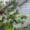 30 pcs Efeu Pflanze Samen Echt - Hedera nepalensis - Ausgefallene Geschenke, Bodendecker Winterhart Mehrjährig Efeu Samen Schnellwachsend Exotische Pflanzen, Kübelpflanzen Gemeiner