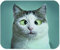 Tapis De Souris Yeuss Silly Cats Tapis De Souris Rectangulaire Antidérapant, Chat Drôle Chez L'Ophtalmologiste Appointmet Squinting Close Up Portrait Gaming Mouse Pads, White Grey Green, 200mm X 240mm