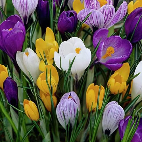 Saterkali Blumensamen, 100 Stück/Set, volle Sonne, georgische Samen, mittlere Bewässerung, klumpende Krokussamen für den Hof Mehrfarbig