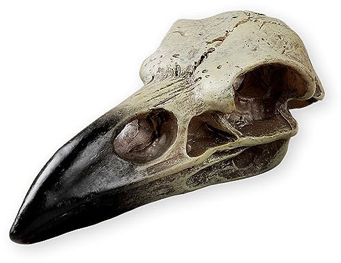 SHUS LIVE Halloween-Rabenschädel, Gothic-Raben-Dekor-Statue, Tierschädel, künstlicher Knochen-Dekor, Krähen-Halskette, Kopfschmuck, Anhänger, Vogel-Skelettmaske, Krone, Hexengeschenk für Männer und