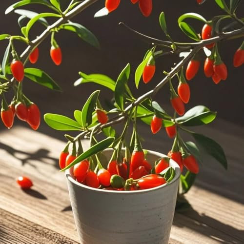 200 piezas semillas de bayas de goji, fruta columnar, regalos Lycium chino, plantas de balcón de fruta fresca resistentes Frutas exóticas plantas en macetas resistentes al exterior.