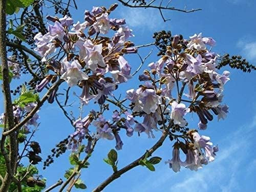 Catalpenblättriger Blauglockenbaum Paulownia catalpifolia Pflanze 15-20cm