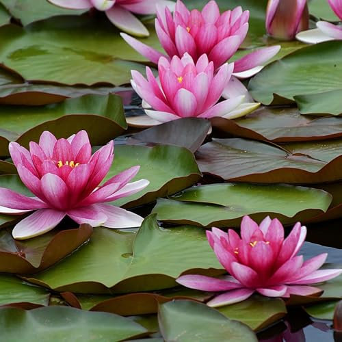 Live Aquatic Hardy Water Lily | Pre-Grown, Pre-Rooted, Hardy Water Lily for Your Pond or Patio Water Garden | Drop-N-Grow Convenience -Red