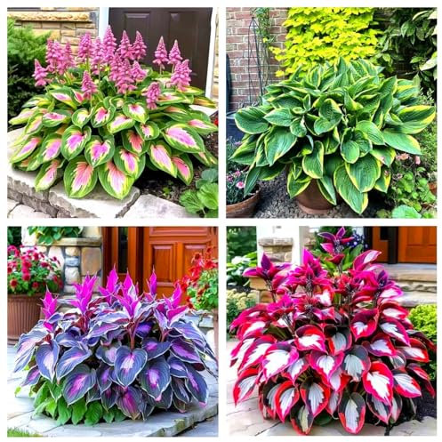 Hosta Bulbs, Cold-Resistant, Easy to Care for,Strong Plants That Grow Well/Mix Golden Jade Carving Feels Perfect-4bulbs-B