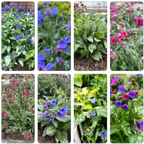 lungenkraut gartenpflanze blumenwiese herbstaussaat mehrjährig biosaatgut indoor kräutergarten dachbegrünung balkongewächshäuser bonsai topf exotische zimmerpflanzen frühlingsblumen 400samen