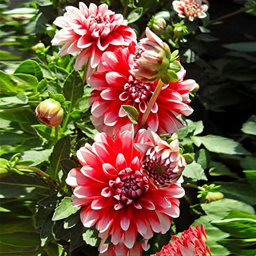 Saterkali Semi di Dalia, 200 Pz/Borsa Semi di Dalia Colorato Facile Piantare Mini Dahlia Semi in Vaso per Giardino Semi di Dalia