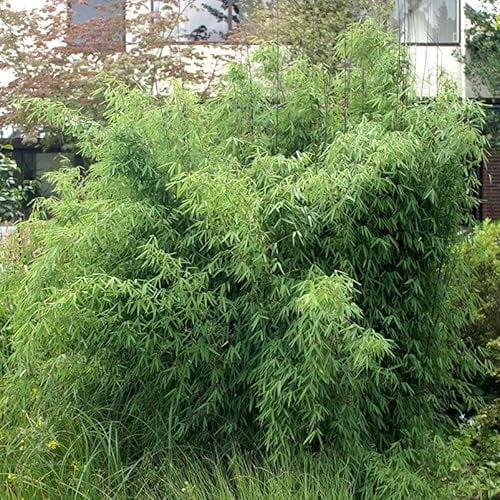 Bambus, Fargesia 'Jiuzhaigou 1', Höhe 80-100 cm, Topf 7,5 Liter, 20 Pflanzen
