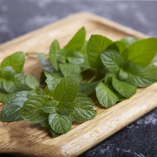 200 pcs minze samen bio - kräutersamen samen gemüse exotisch pfefferminze,Mentha haplocalyx kräuterlinge nachhaltige geschenke für frauen kräuter samen kleine geschenke küchenkräuter