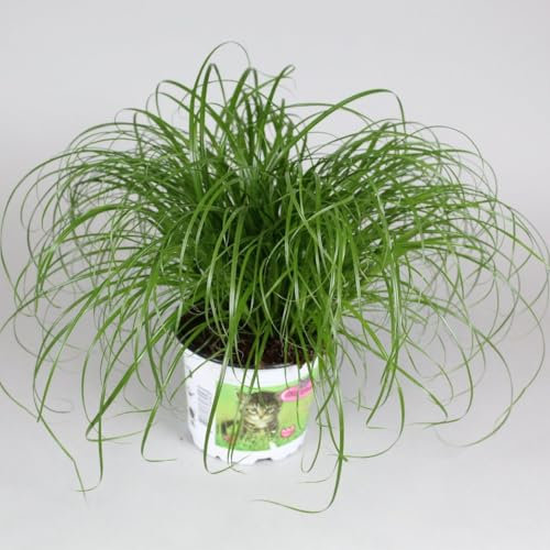 Cyperus Zumula Katzengras, Zimmerpflanze, Haustierfreundlich, 20-30 cm Höhe, 12 cm Topf