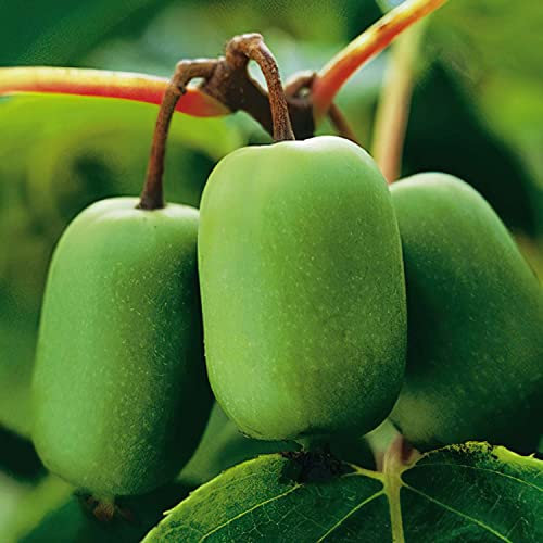 Stachelbeer-Kiwi 'Issai' Actinidia arguta kletternd Frucht September-Oktober groß wie Kiwi, Geschmack erinnert an Feige winterhart (Liefergröße: 40-60 cm)