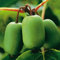 Stachelbeer-Kiwi 'Issai' Actinidia arguta kletternd Frucht September-Oktober groß wie Kiwi, Geschmack erinnert an Feige winterhart (Liefergröße: 40-60 cm)