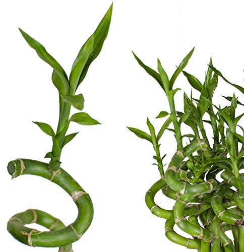 5 unités Heureux Bambou Bambou de bonheur Dracaena Sanderiana 50cm long