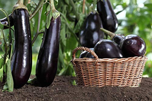 Graines d'aubergine pour la plantation 400 - Non OGM - Longue grande aubergine - Graine biologique - Germination élevée - RENDEMENT ÉLEVÉ
