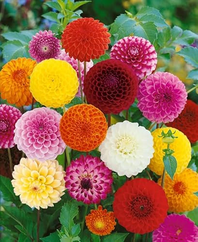 Dahlia Pompon Double Mixed Seeds 50 Seeds