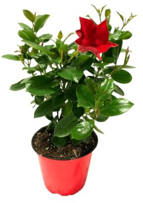 I Giardini di Giulia | Dipladenia Ø14 cm H.25 | Pianta da Balcone e Giardino con Fiori Rossi, Rosa e Bianchi | Facile Coltivazione (rossa)