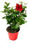 I Giardini di Giulia | Dipladenia Ø14 cm H.25 | Pianta da Balcone e Giardino con Fiori Rossi, Rosa e Bianchi | Facile Coltivazione (rossa)