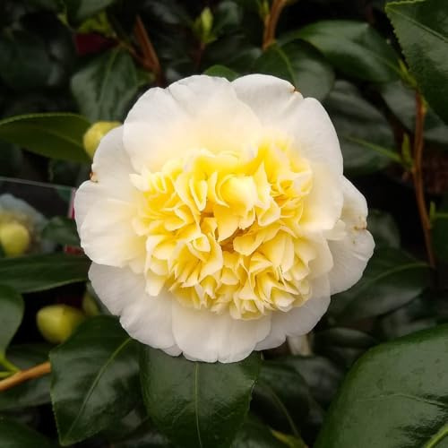 YouGarden Camellia 'Brushfield's Yellow', Evergreen Shrub 5 Litre Pot, Spring Flowering Garden Colour, Ready To Plant