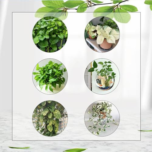 50 Pcs Efeutute Hängend Samen - Pflanzen Deko, Winterharte Pflanzen Für Den Garten, Epipremnum Aureum, Winterharte Kübelpflanzen, Exotische Pflanzen Winterhart Luftreinigende Zimmerpflanzen
